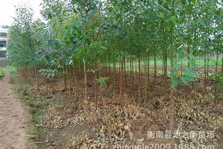 广西桉树肥料哪个肥好