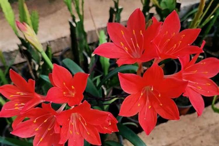 紫根兰为什么不开花