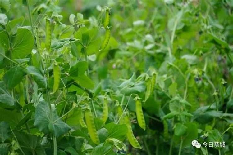 荷兰豆幼苗撒一些草木灰肥料好吗？