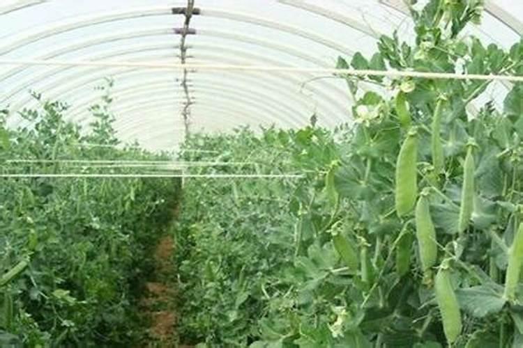 自己种的荷兰豆开花结果了苗下半身叶子发黄什么原因？