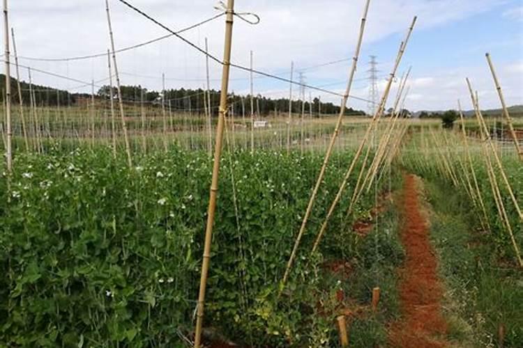 荷兰豆黄头用什么特效药？