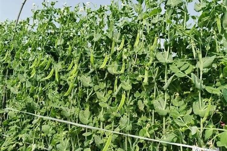 各位老师荷兰豆黄叶,怎么了？谢谢!