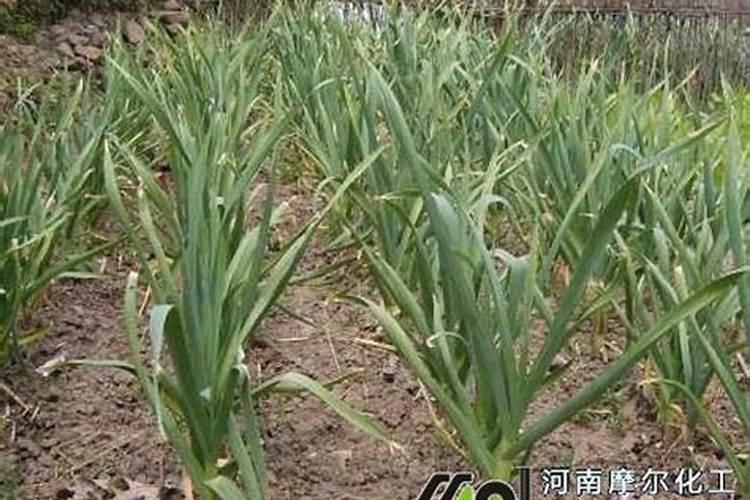 大蒜抽苔前冲施什么肥料好