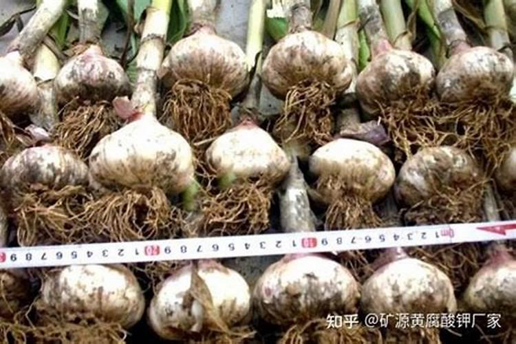 大蒜膨大期用什么肥料