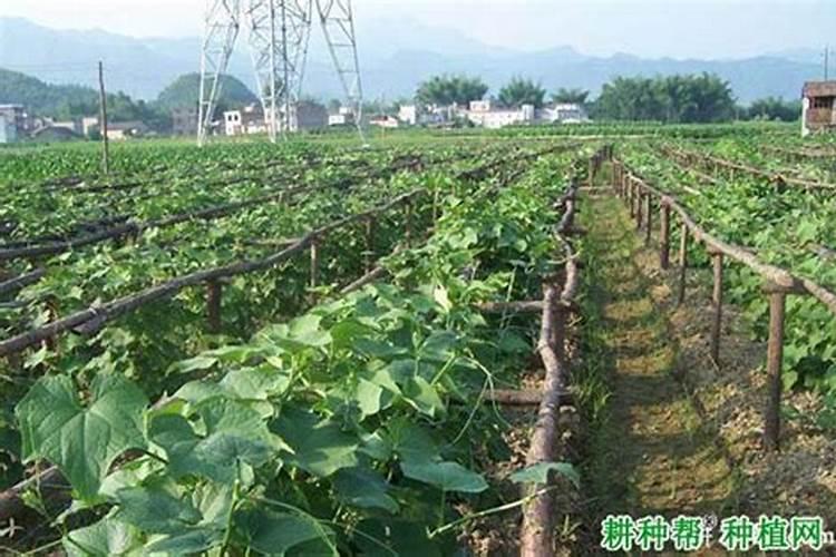 辣椒开花时施什么肥最好