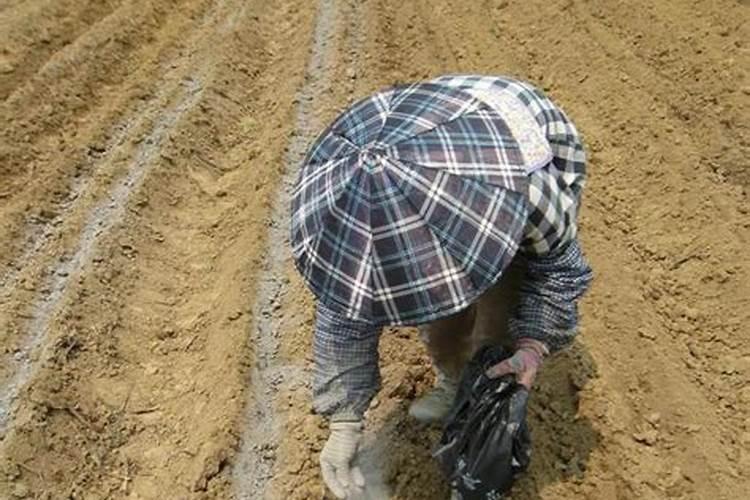 硫酸镁的适用作物