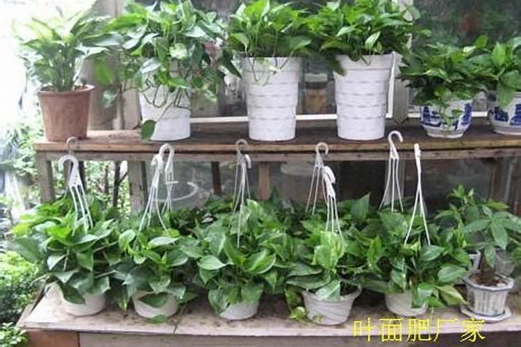 用于花卉的叶面肥配方有哪些