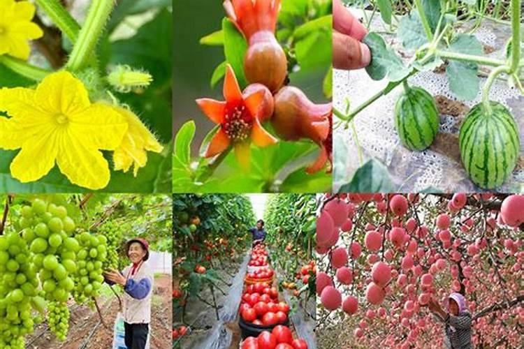 果树促花用什么叶面肥好？