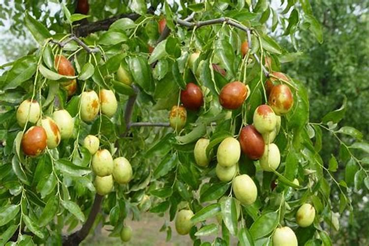 茶花施什么肥料最好