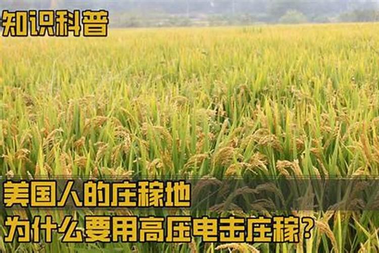 水稻施肥 要哪种肥比较好