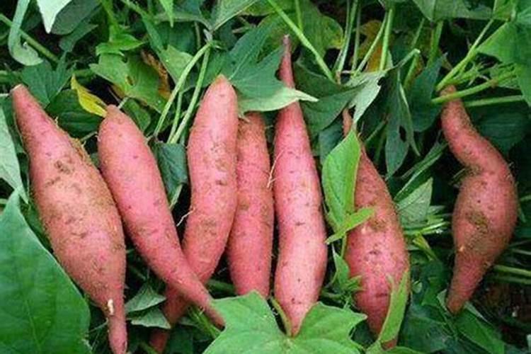 红薯喷什么叶面肥结果多？红薯保花保果专用增产叶面肥料？