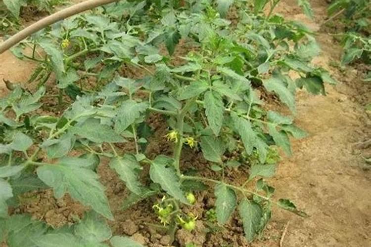 黄腐酸钾的功效和使用方法