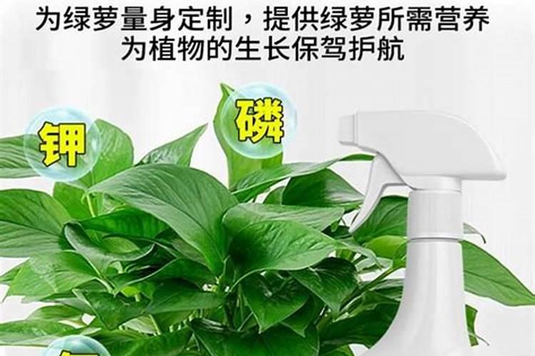 绿萝施肥方法,用什么肥好