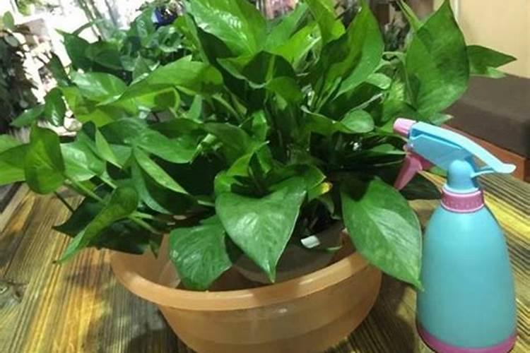 怎么给绿萝施肥