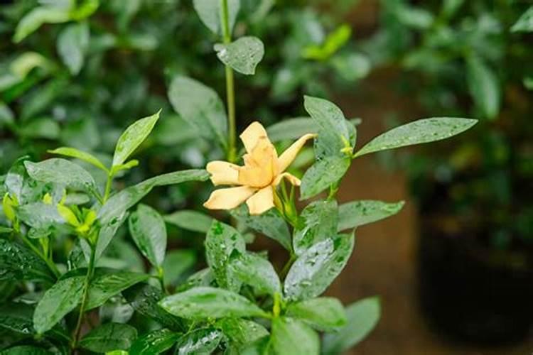 如何给栀子花施肥 使它多开花