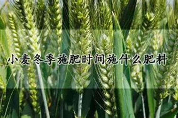 冬小麦什么时候追肥最好