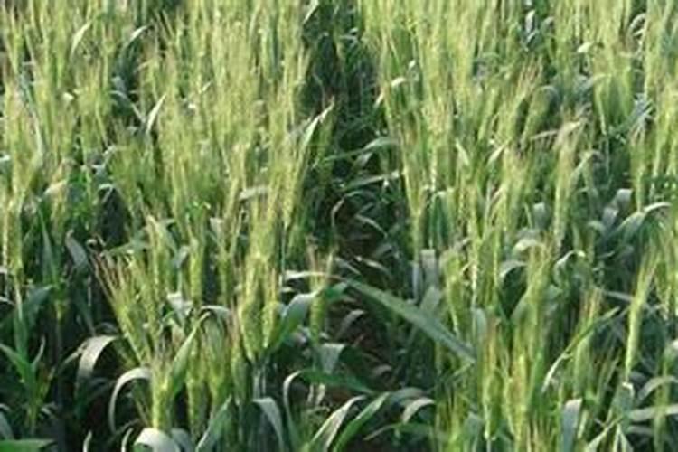 小麦底肥一亩地使多少二胺？