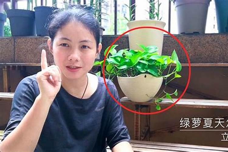 种植茭白如何追肥 茭白施肥方法总结