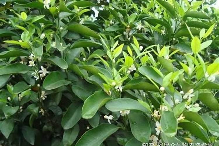 茭白反季节种植技术 日常管理要点