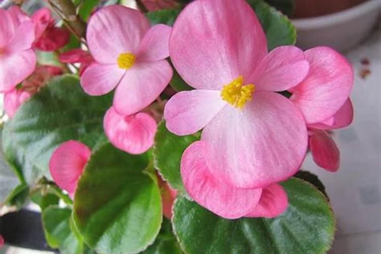 海棠花可以喷磷酸二氢钾叶面肥吗