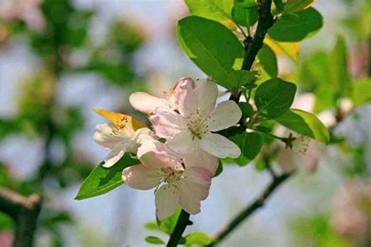 四季海棠开花时能喷洒磷酸二氢钾水溶液吗1？