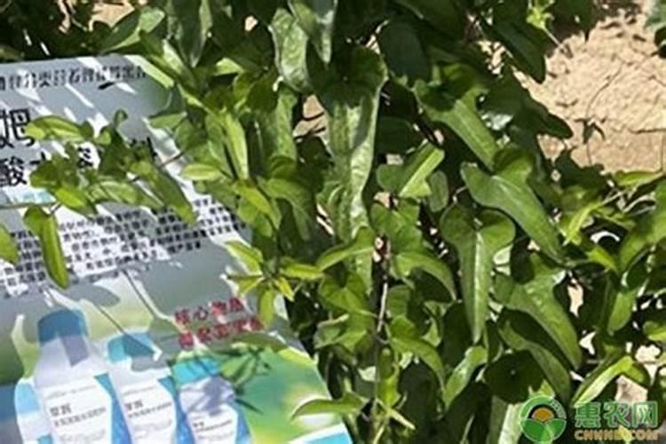 番茄硼肥过量会怎样