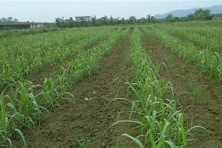 烟草的吸肥规律是什么？(烤烟需肥规律)