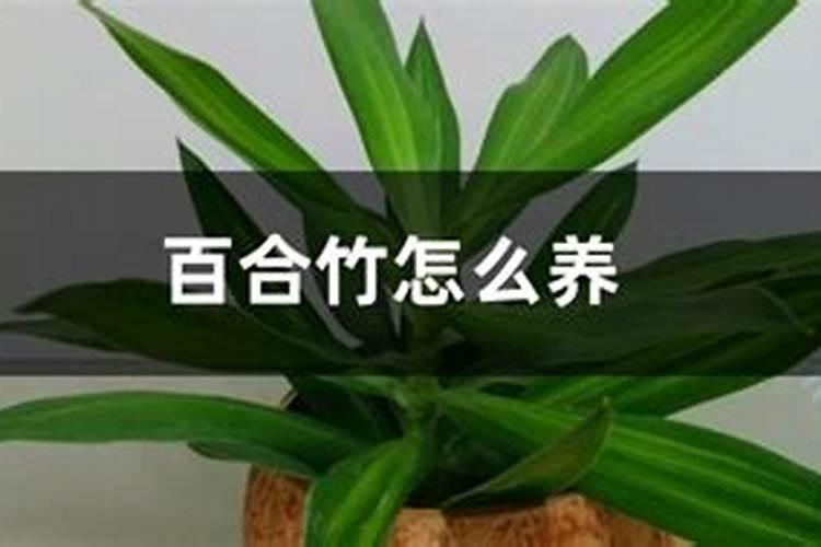 如何养百合竹