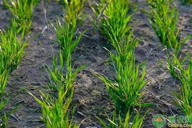 鲁西硝酸铵钙能用于娃娃菜后期冲施吗