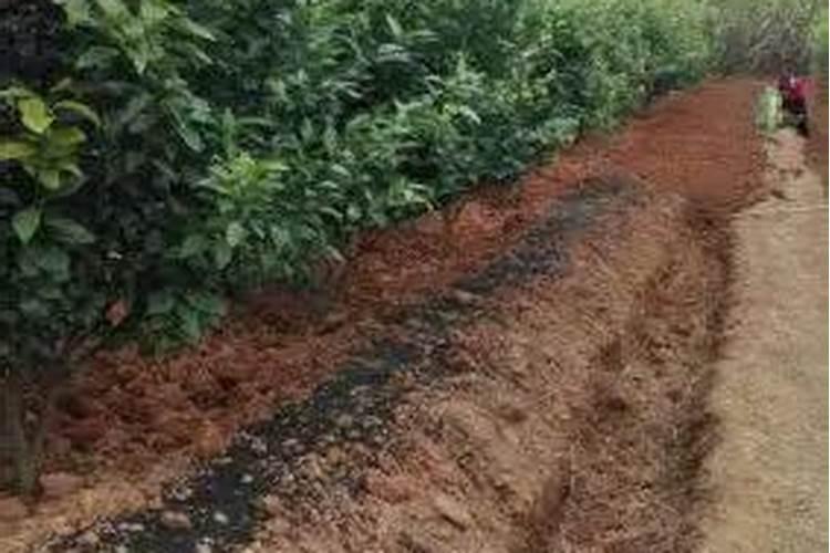 芸乐收多少钱一箱？