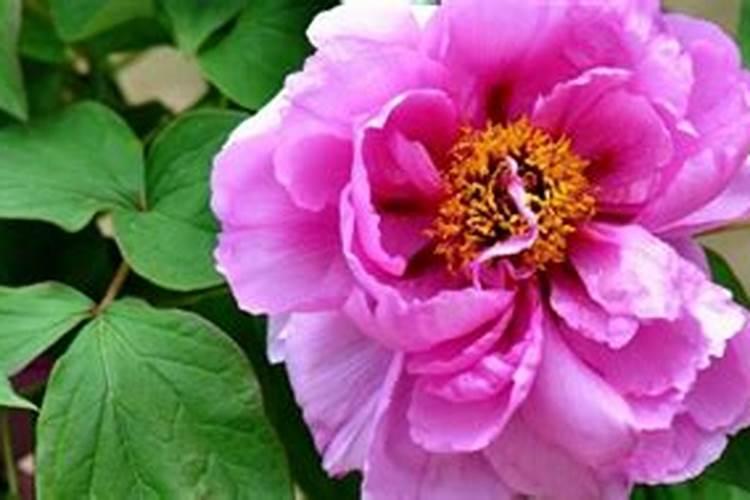 牡丹叶面肥打什么