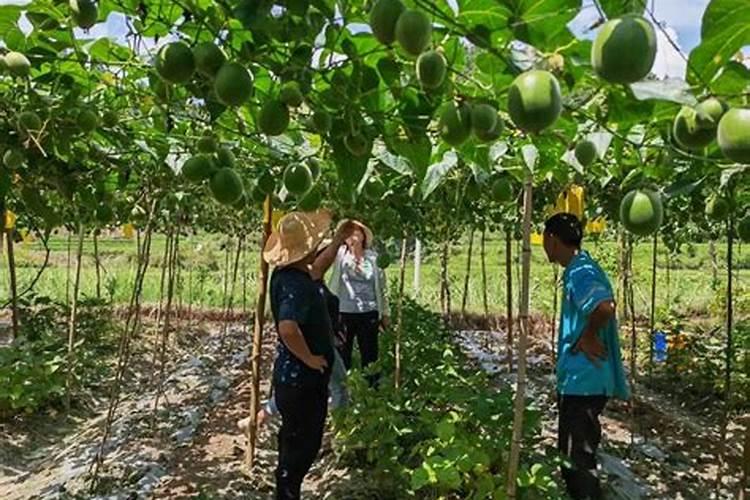 草莓膨果期要注意这四点,膨果肥不可乱施!