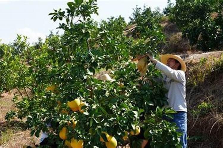 种植葵花用什么肥料好