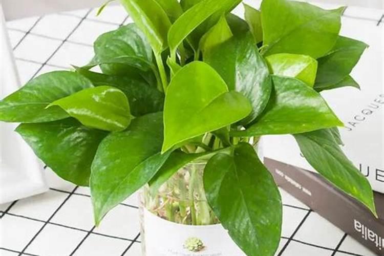 水培绿萝怎么施肥 水培绿萝如何施肥