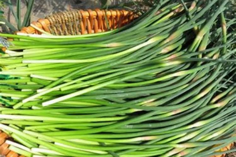 盆景施什么肥比较好