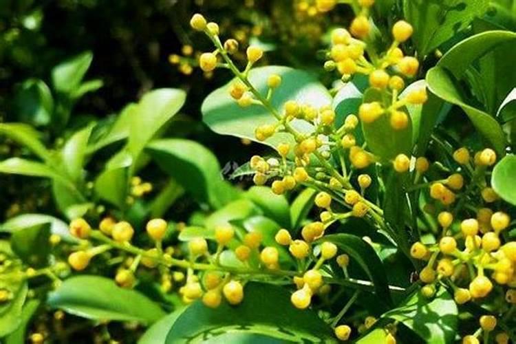 米兰花冬季怎么过冬