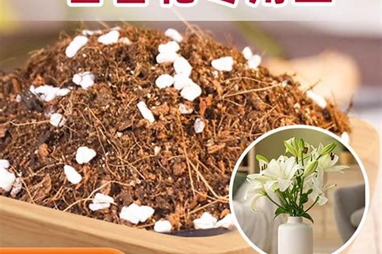 百合竹怎么修剪 短截后会萌发多个枝条