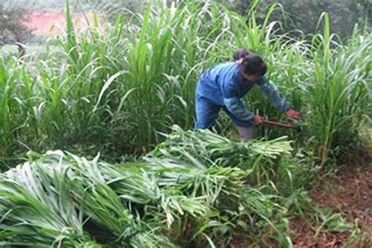油茶树一年要施几次肥 施什么肥长的快