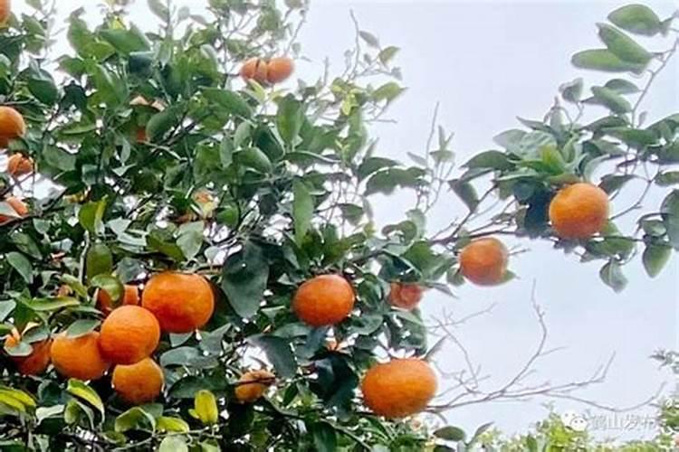 沙糖桔开花前喷硼可以吗？