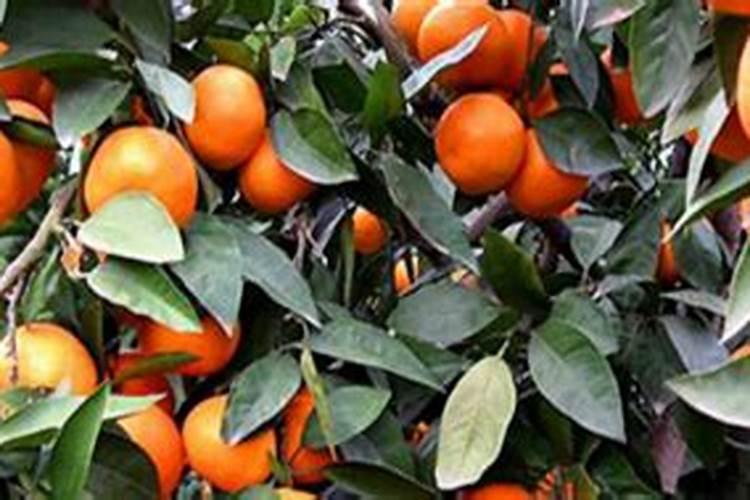 沙糖桔每年需要的氮磷钾是多少？