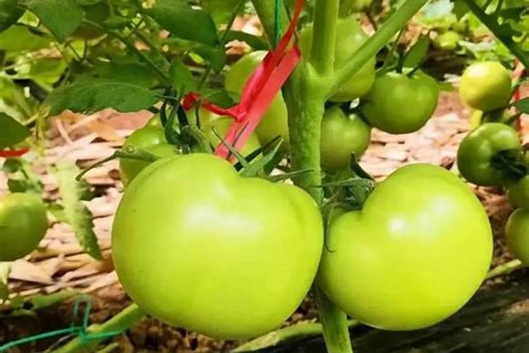 栀子花施什么肥最好