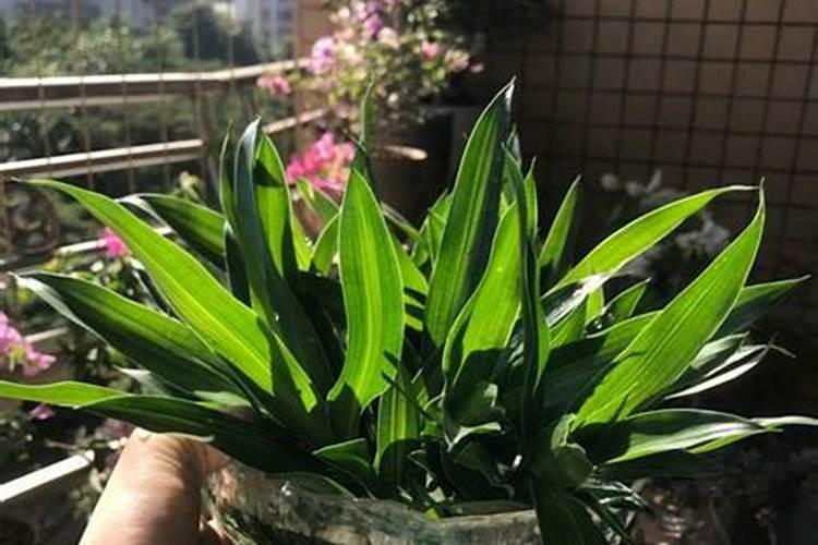 买了一盆百合竹,每天都落一地的叶子,谁知的怎么养百合竹？