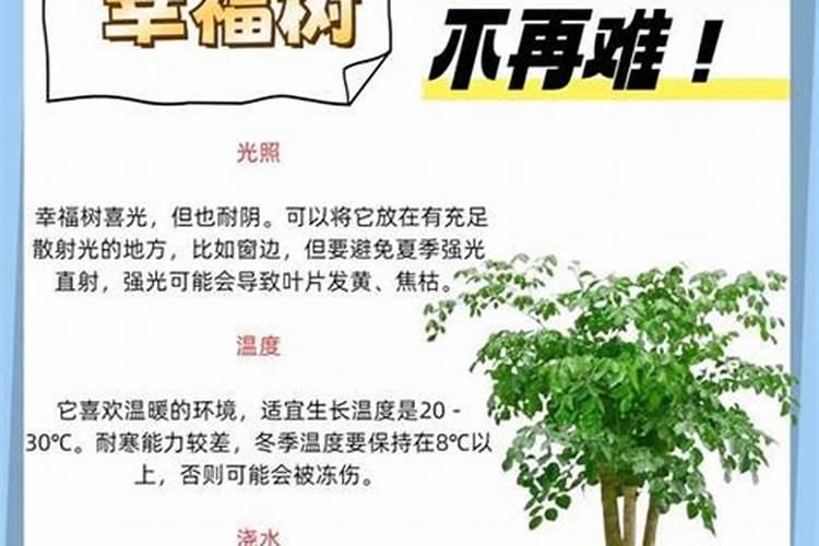 树苗施什么肥料什么时间施肥最好