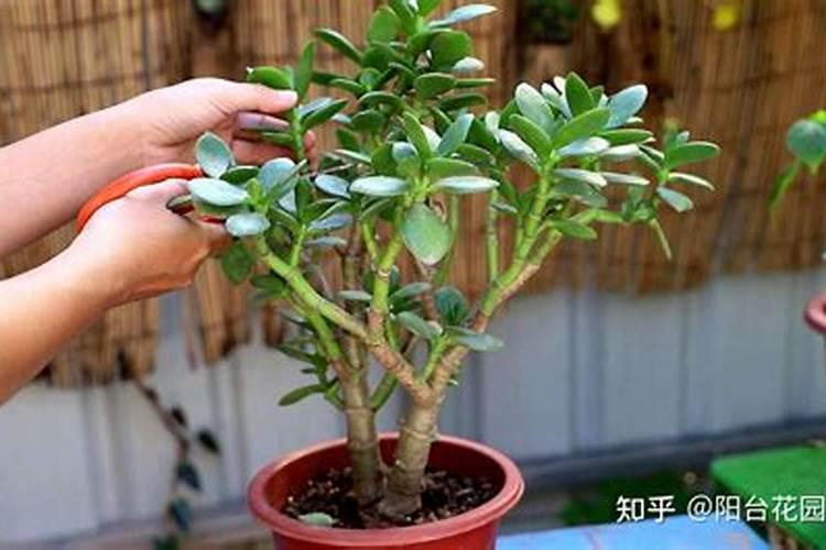 钙镁试剂指示剂信息