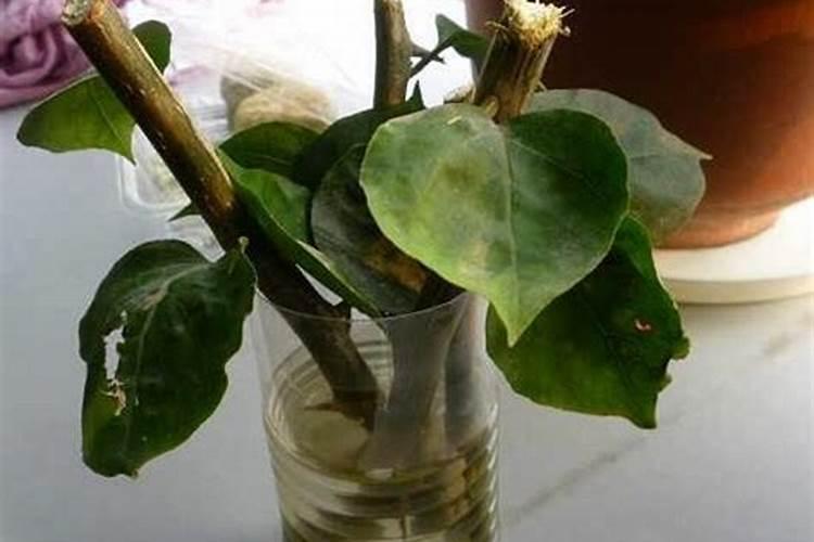 水溶肥什么品牌好？