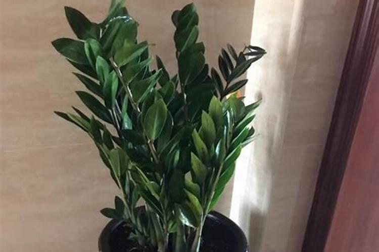 香蕉和巴蕉分别含钾多少