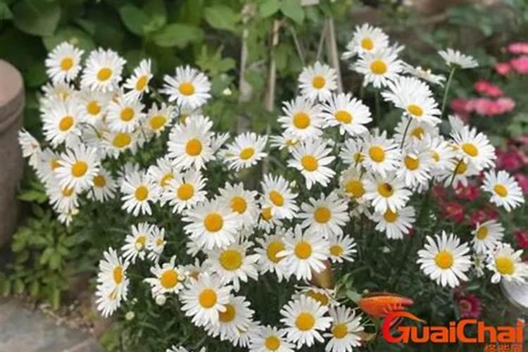 玛格丽特如何施肥