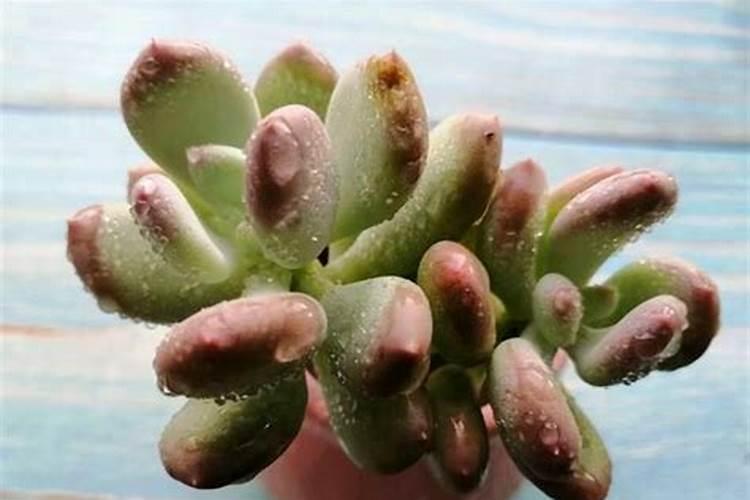 用什么叶面肥叶子长得肥壮