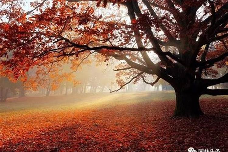 红叶为什么秋天变红