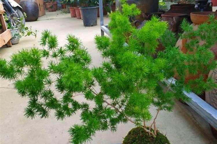 蓬莱松如何施肥